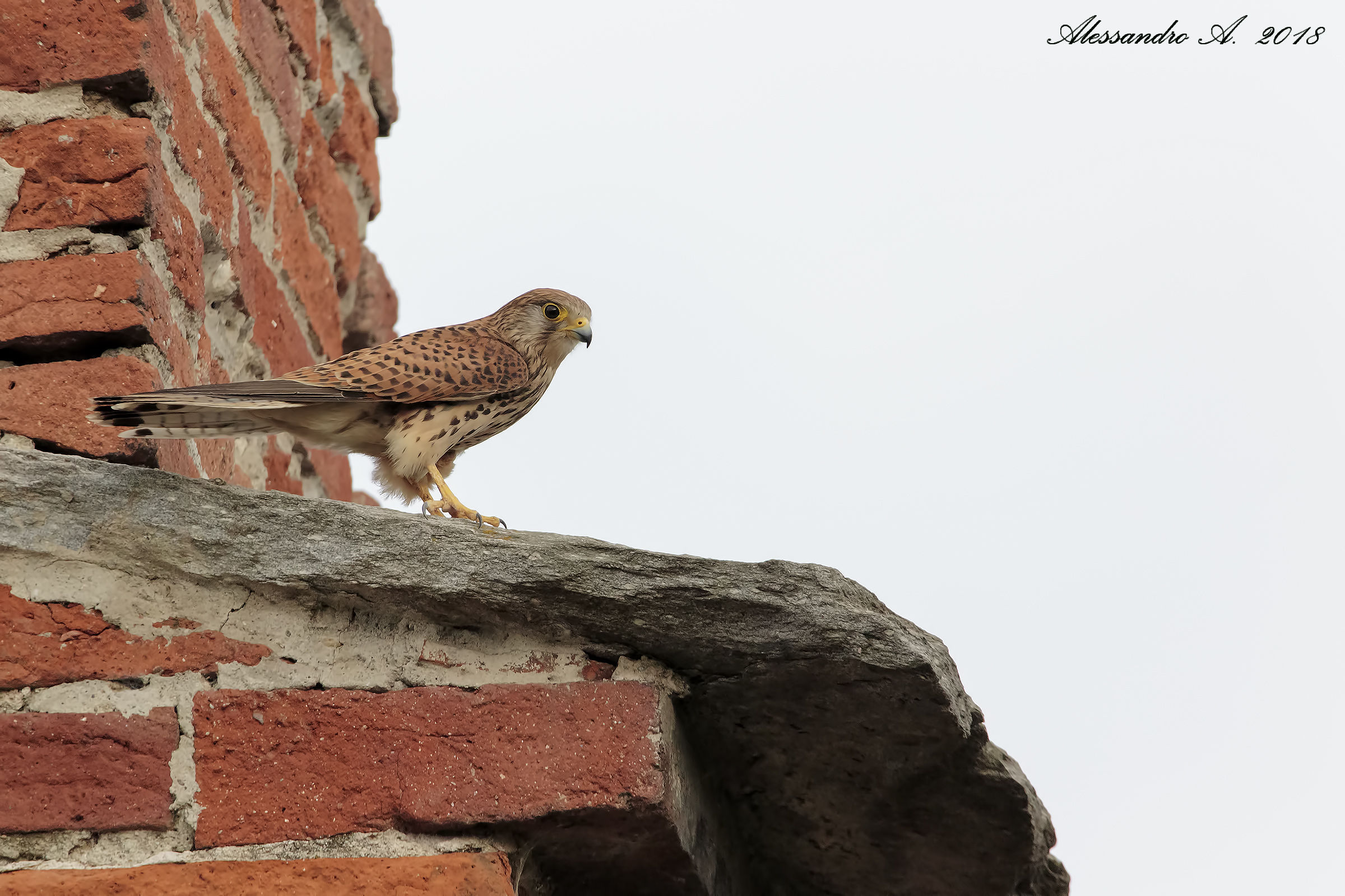 Gheppio femmina