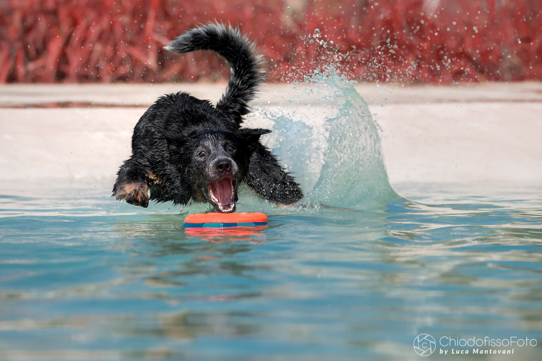 Stitch, Australian cattle dog