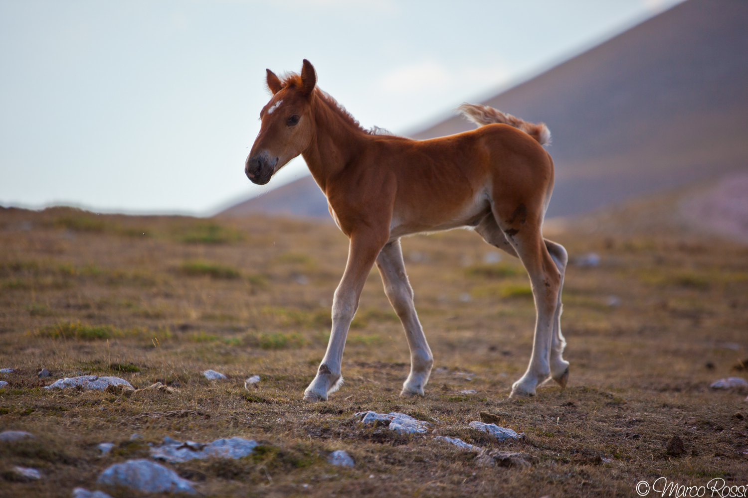 Piccoli cavalli crescono :-)