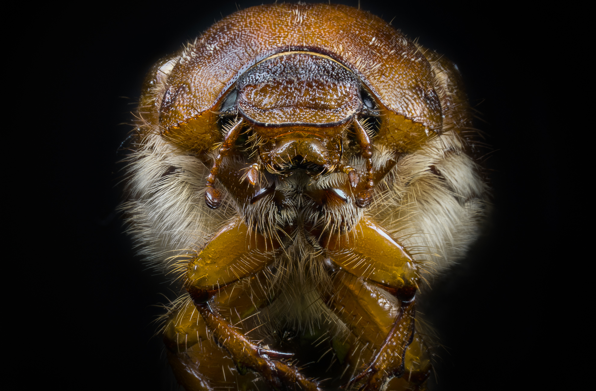 Amphimallon solstitiale