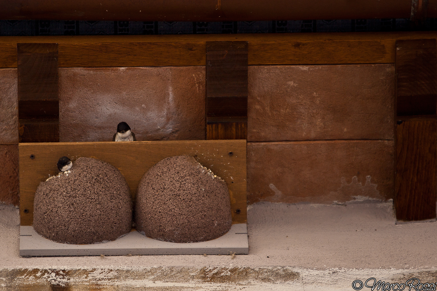 There are more than once the swallows :-)