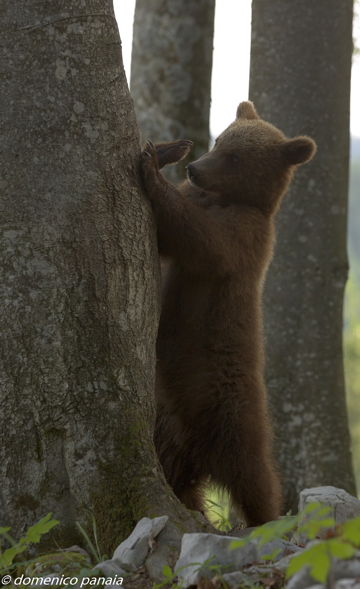 che zampe grandi che ho