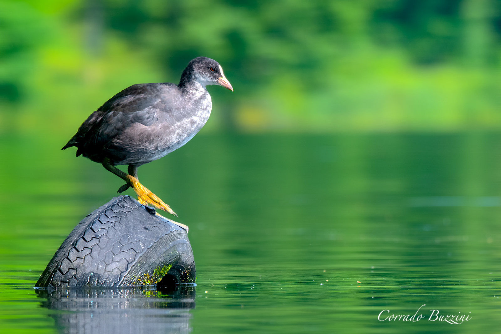 Folaga "il posatoio insolito"