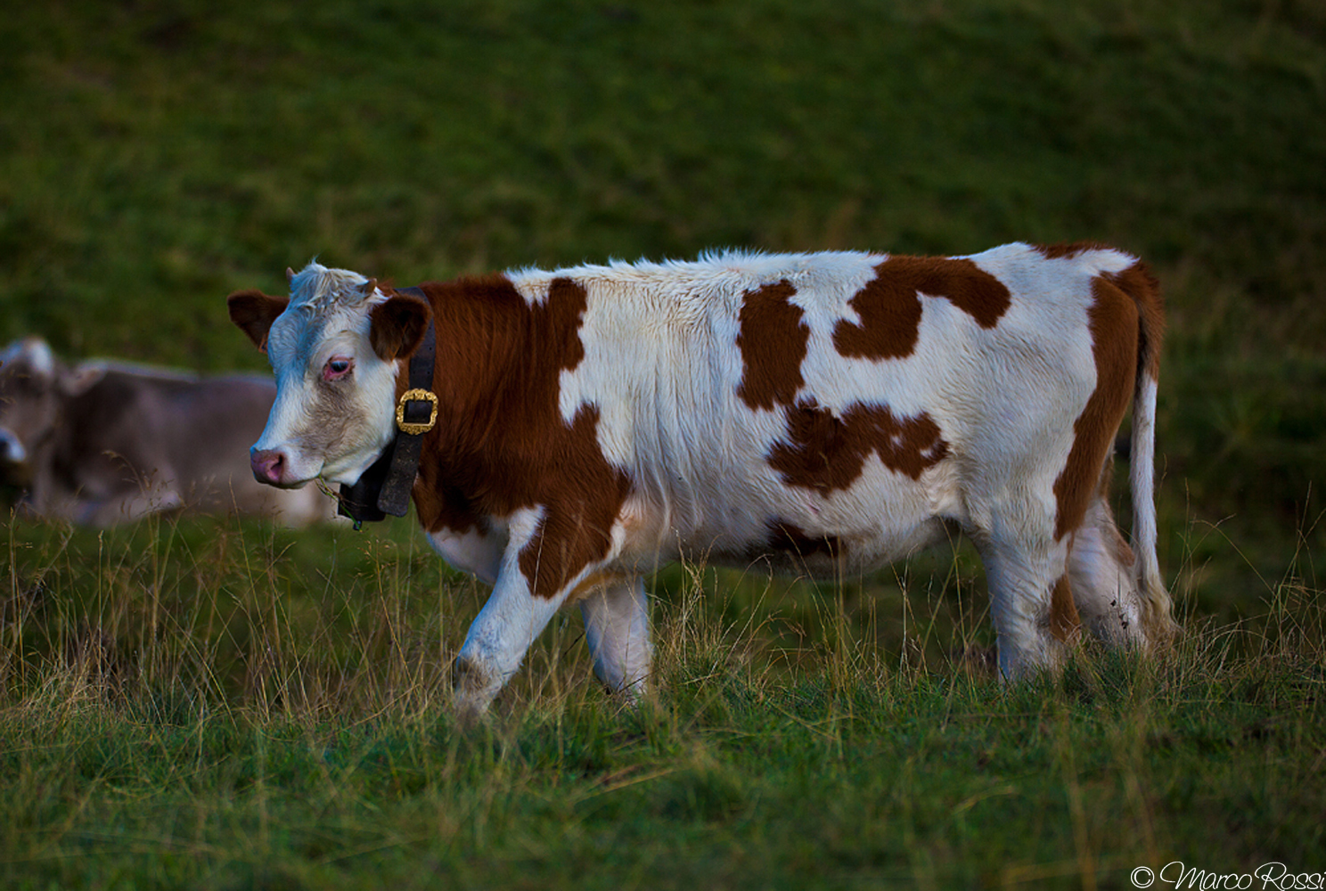 Con la mucca di montagna il gusto ci guadagna