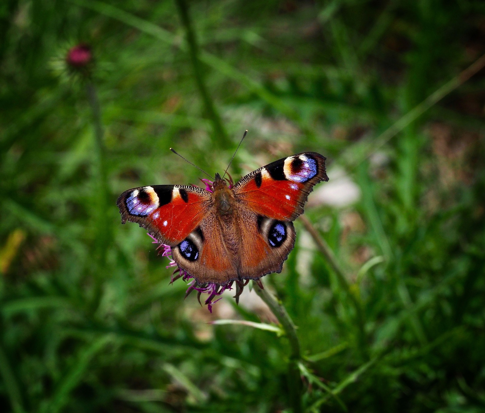 Vanessa del "Cansiglio"