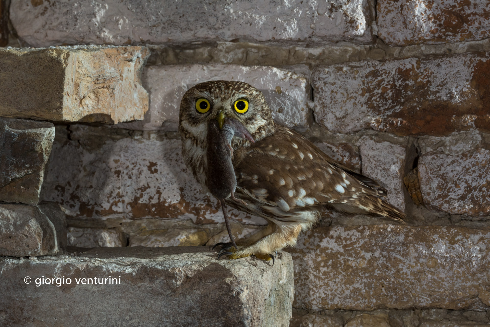 Owl with Crocidura