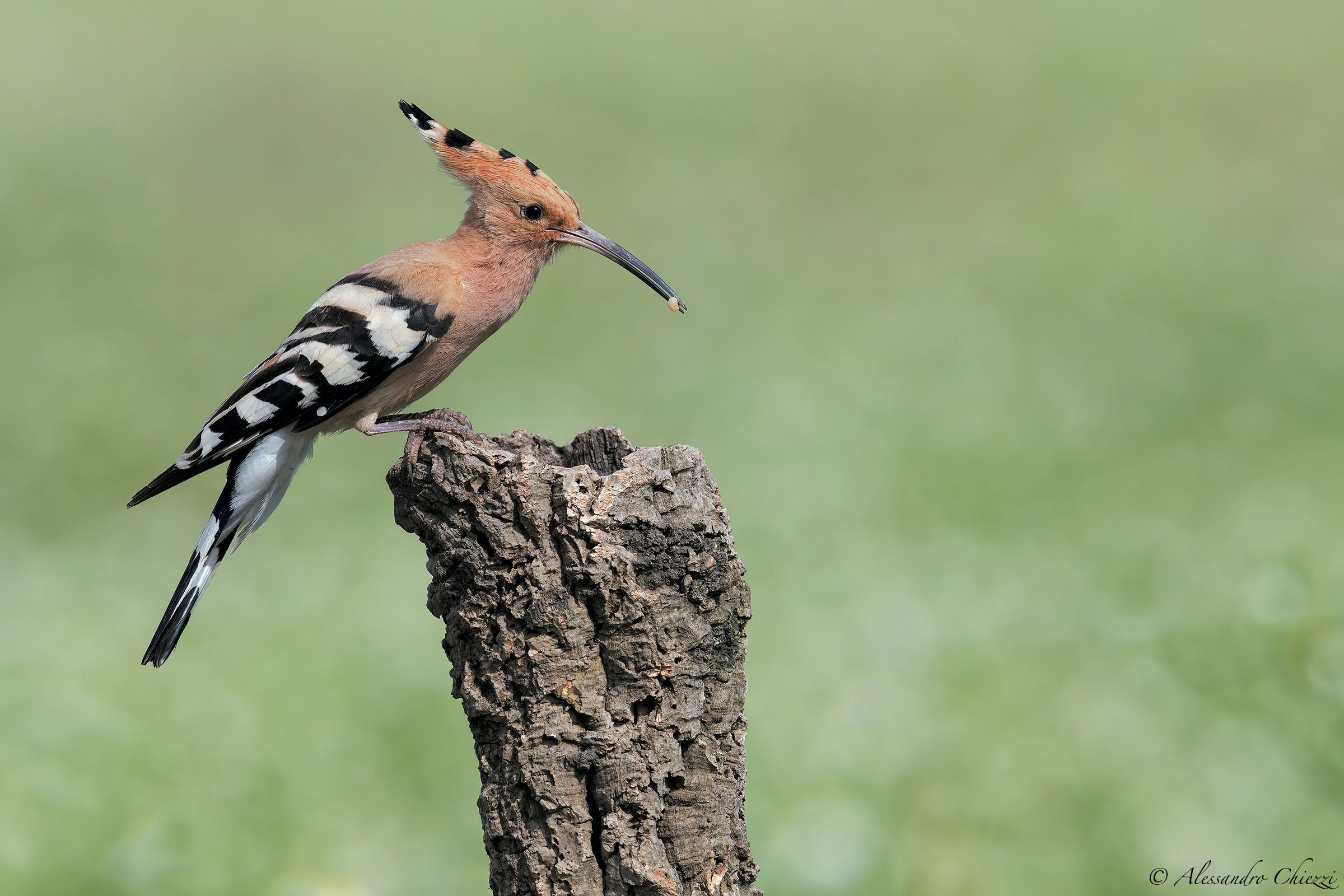 Hoopoe from In
