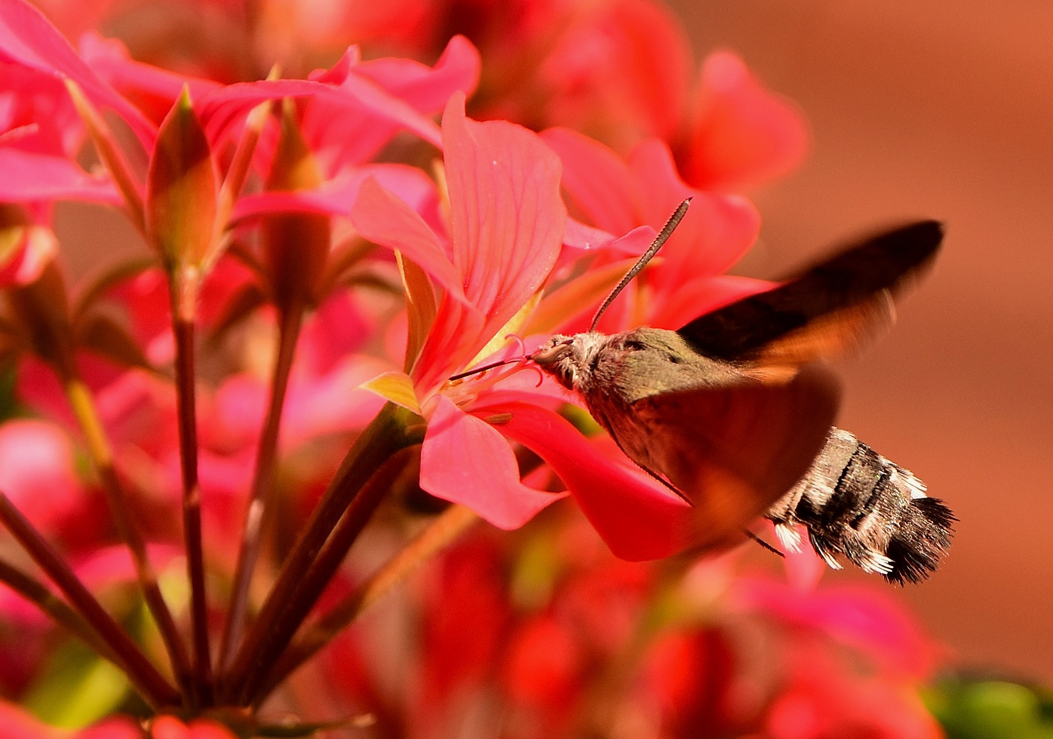 Butterfly hummingbird in flight... impregnable!