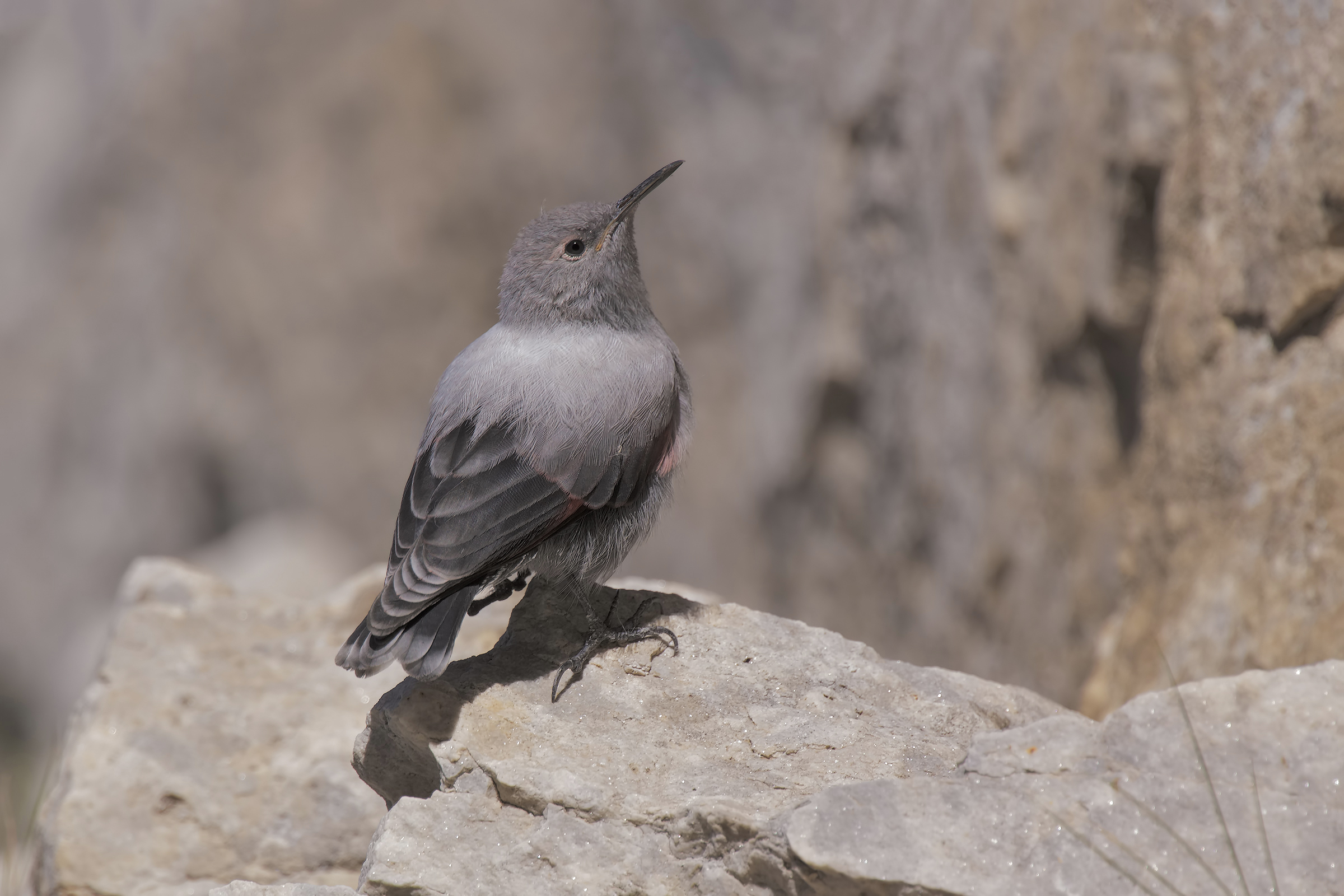 Woodpecker Wallcreeper Juv.