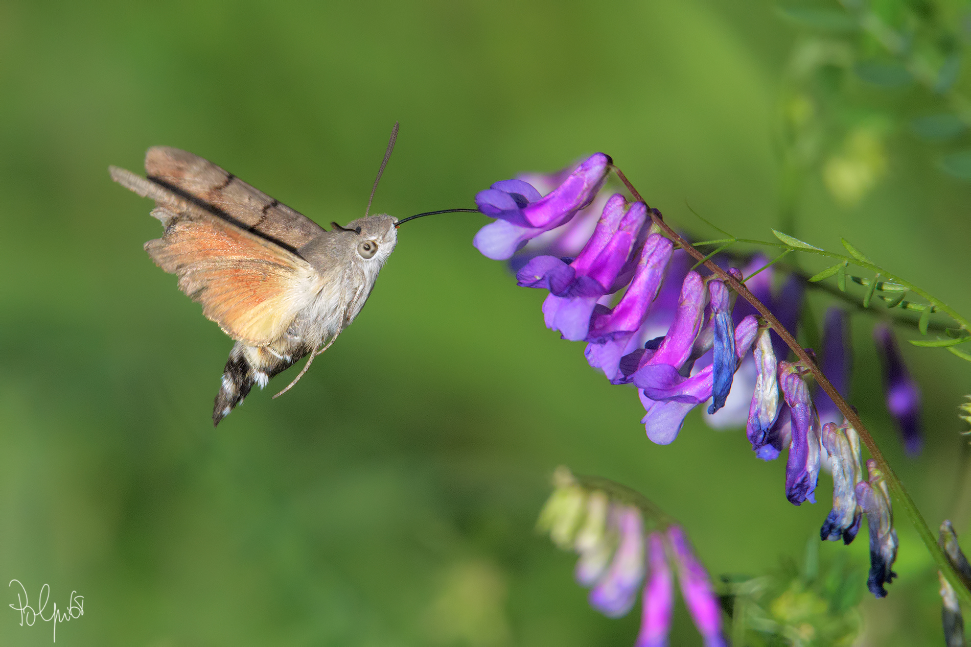 Macroglossum Stellatarum