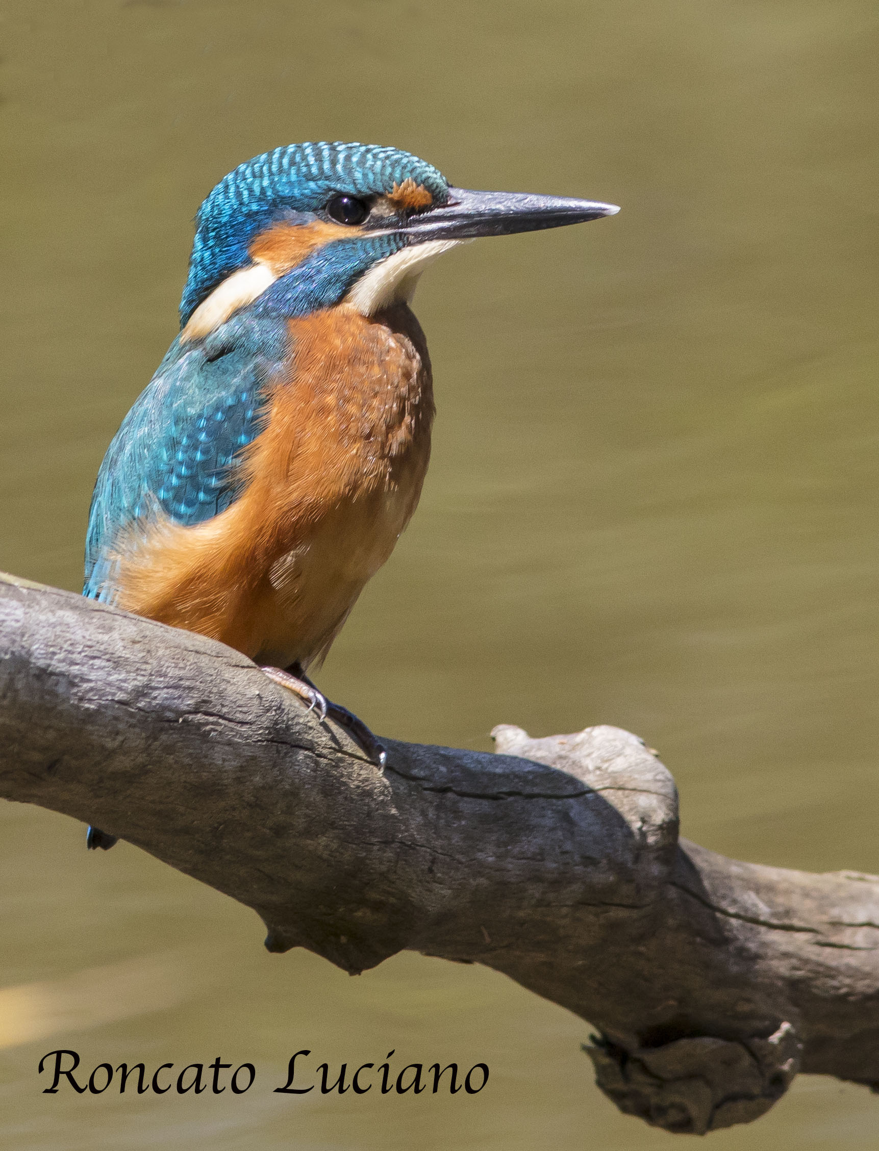 Martino in Listening