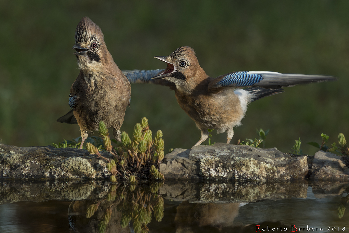 Jays at the watering