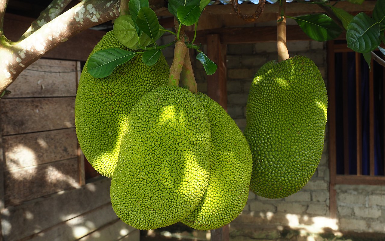 dacci oggi il nostro pane...
