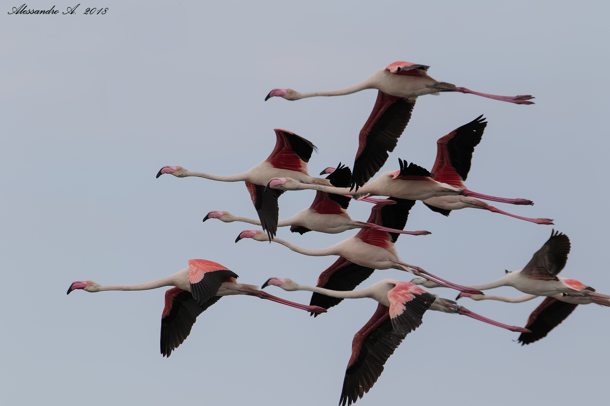 Flamingos in flight