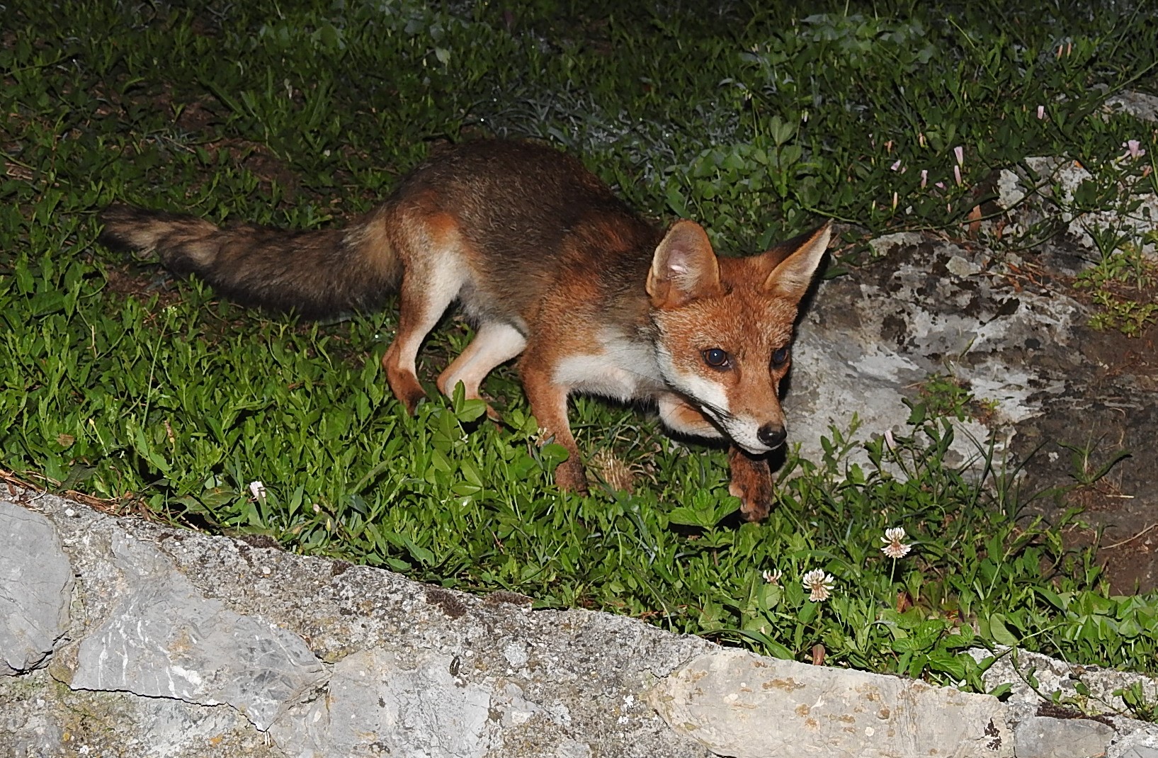 Fox