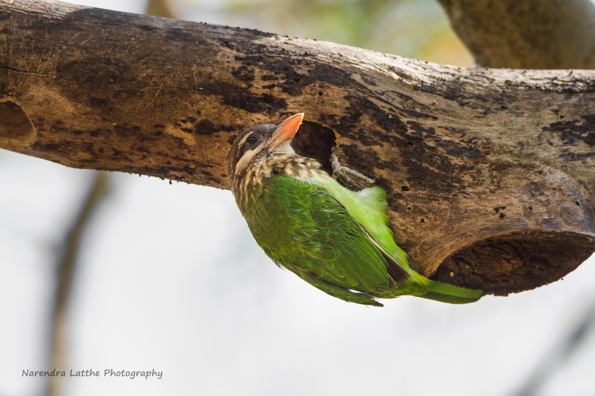 White Cheeked Barbet