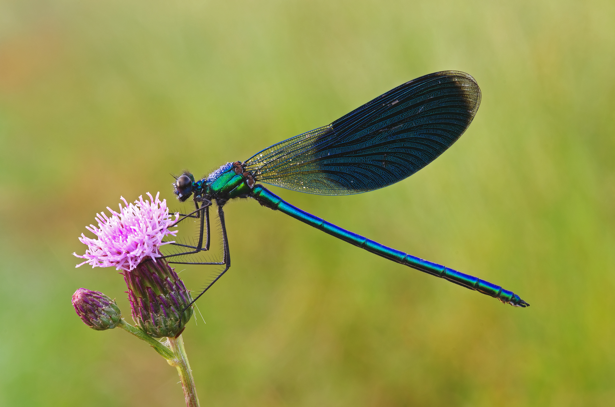 Calopteryx splendens m