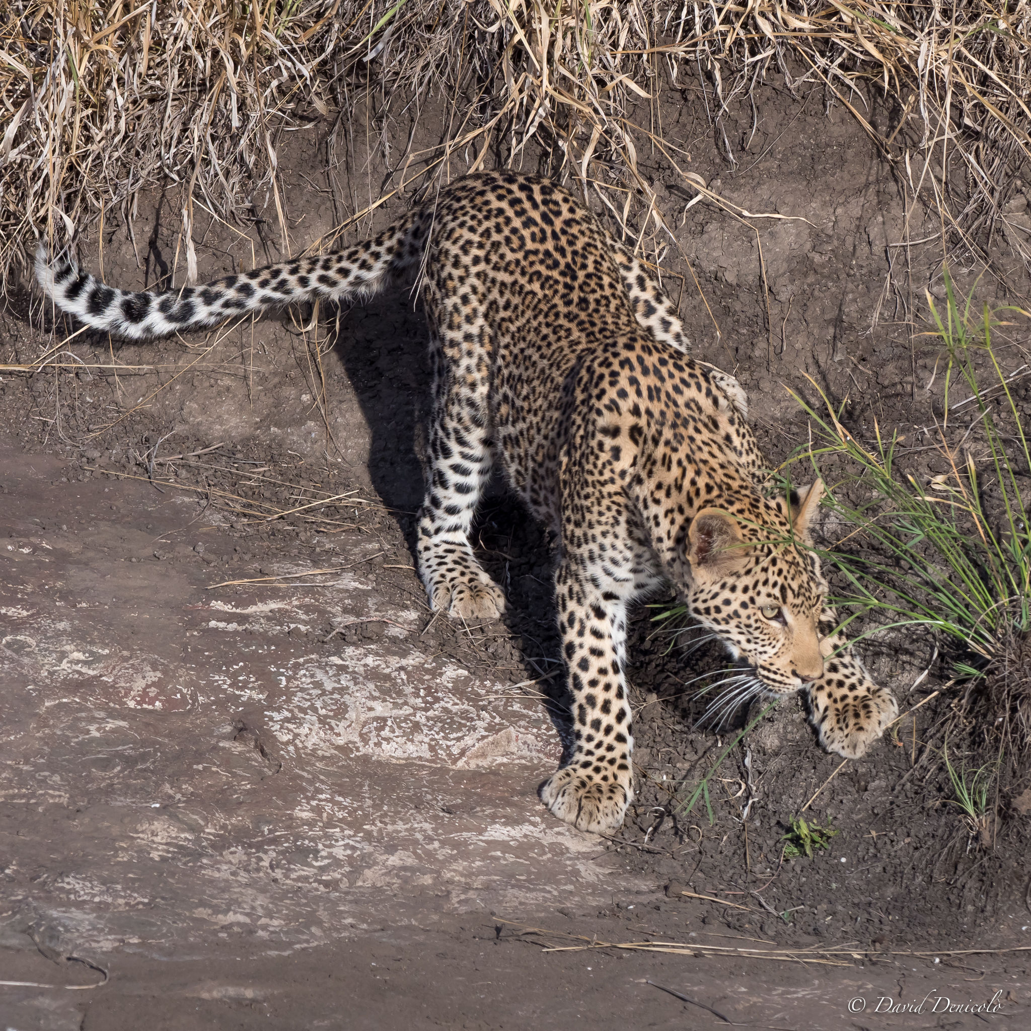 Leo is afraid to take a bath