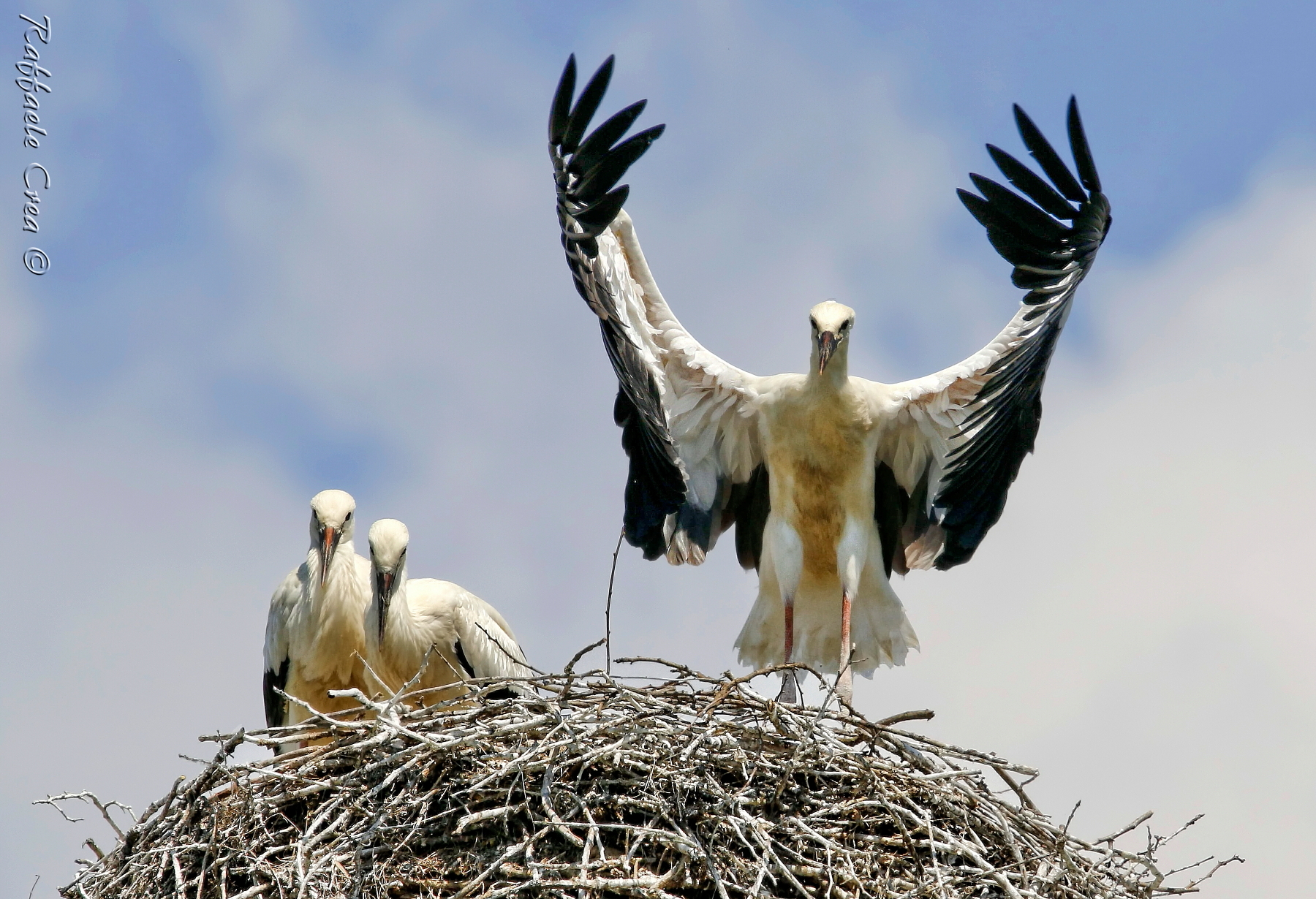 Stork: Pulli who call the applause