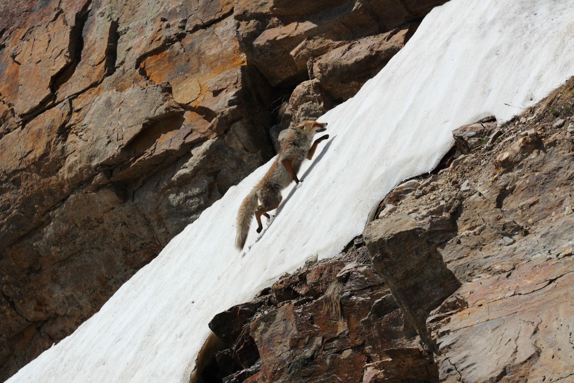 The law of gravity for the fox