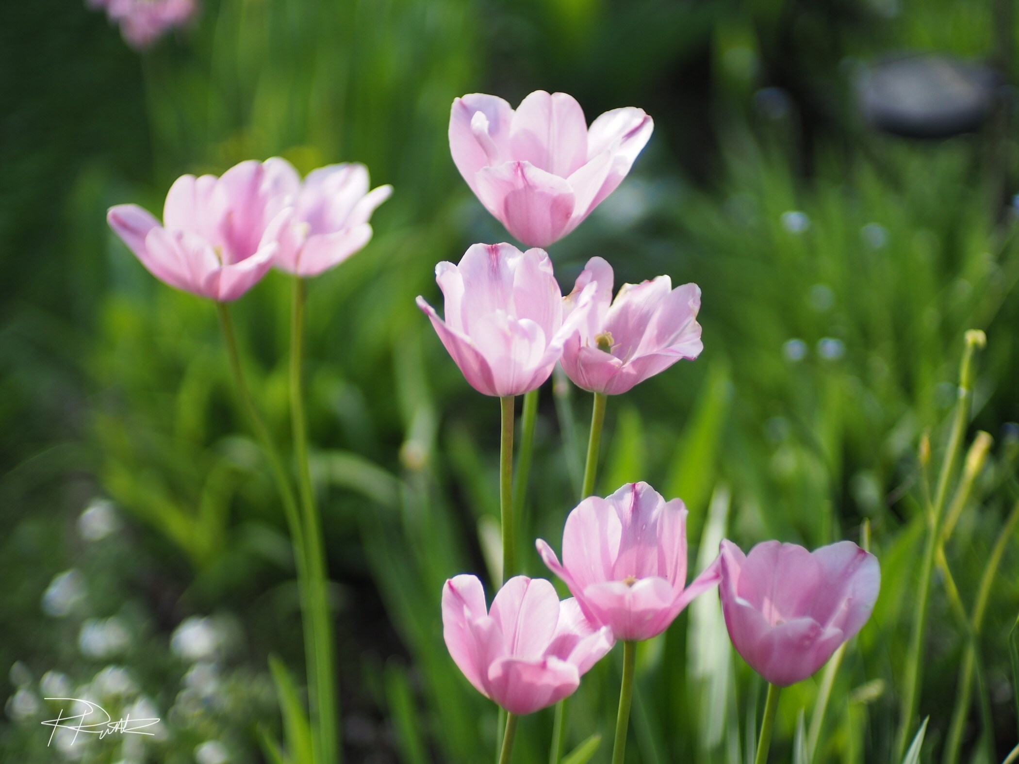 Pink Tulips