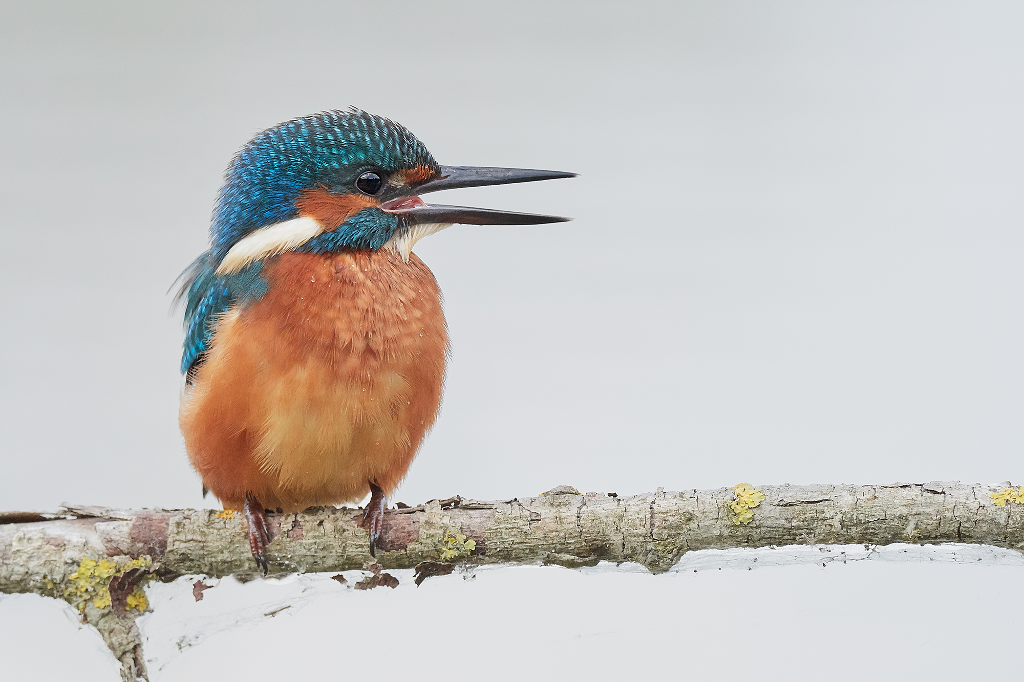 Kingfisher