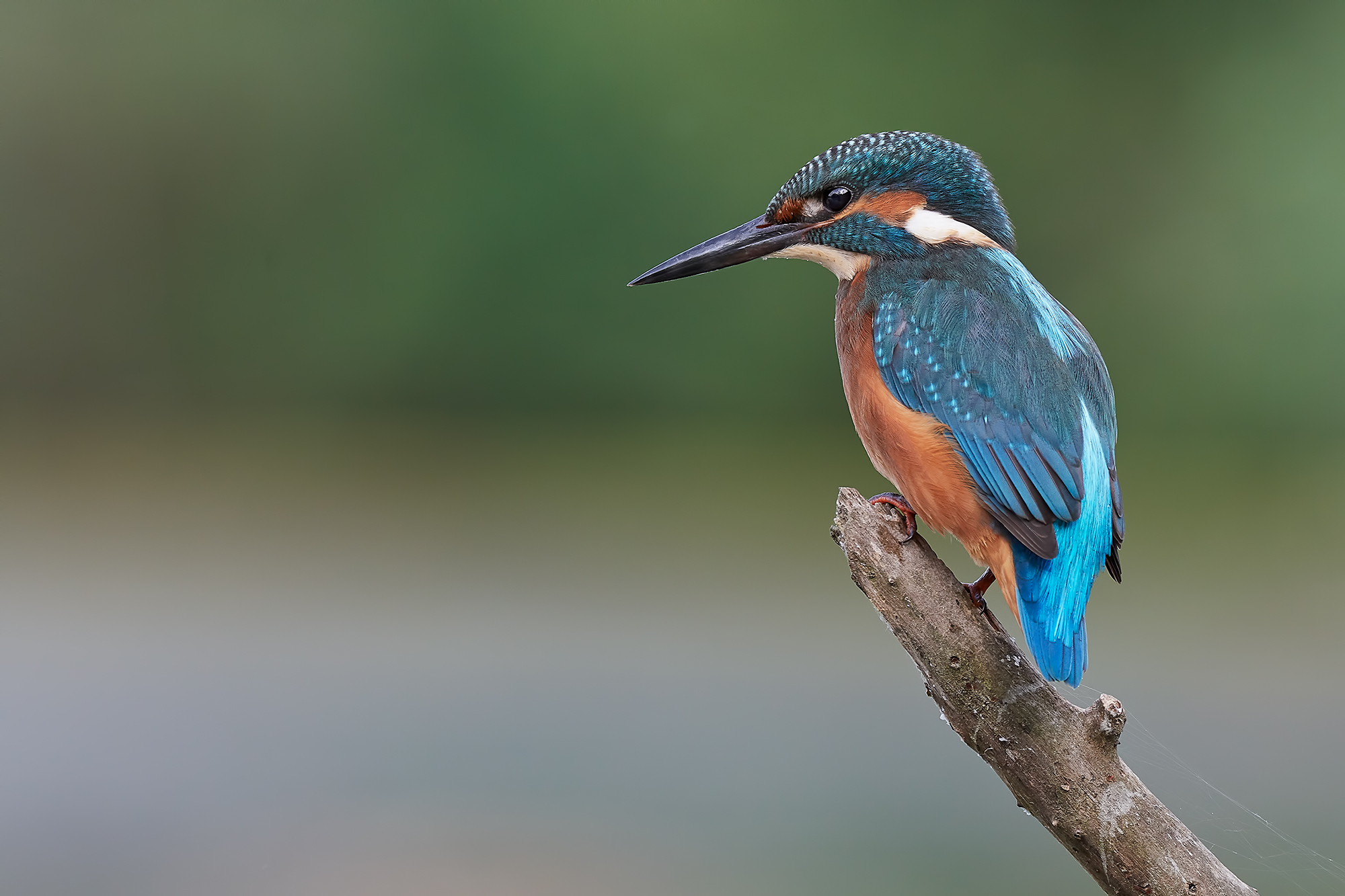 Kingfisher