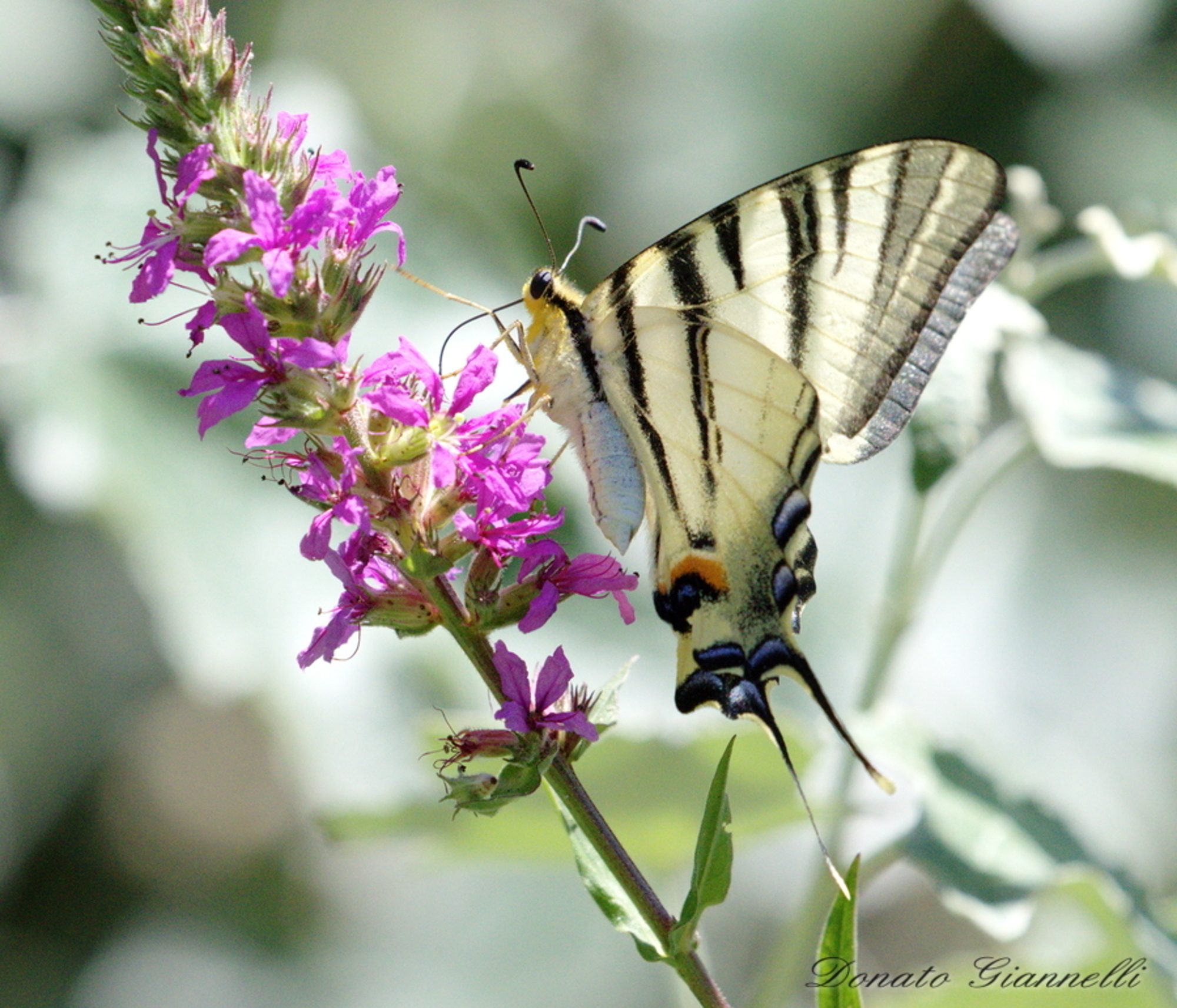 Swallowtail