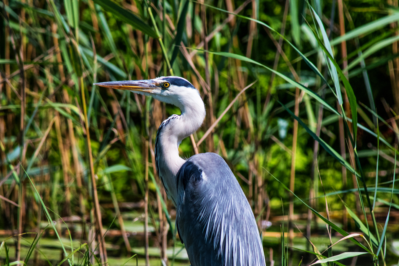 Grey Heron