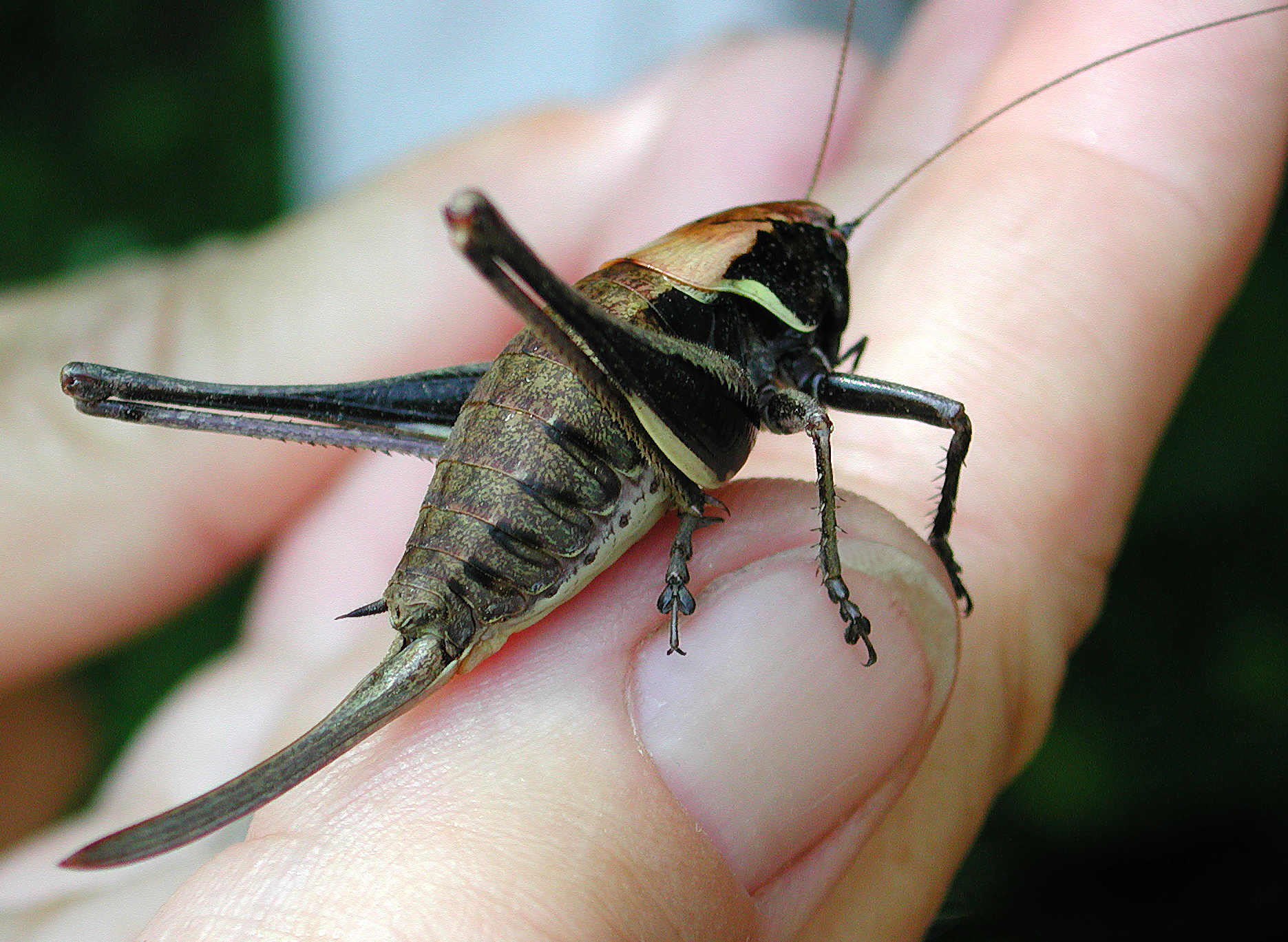 Grasshopper in hand