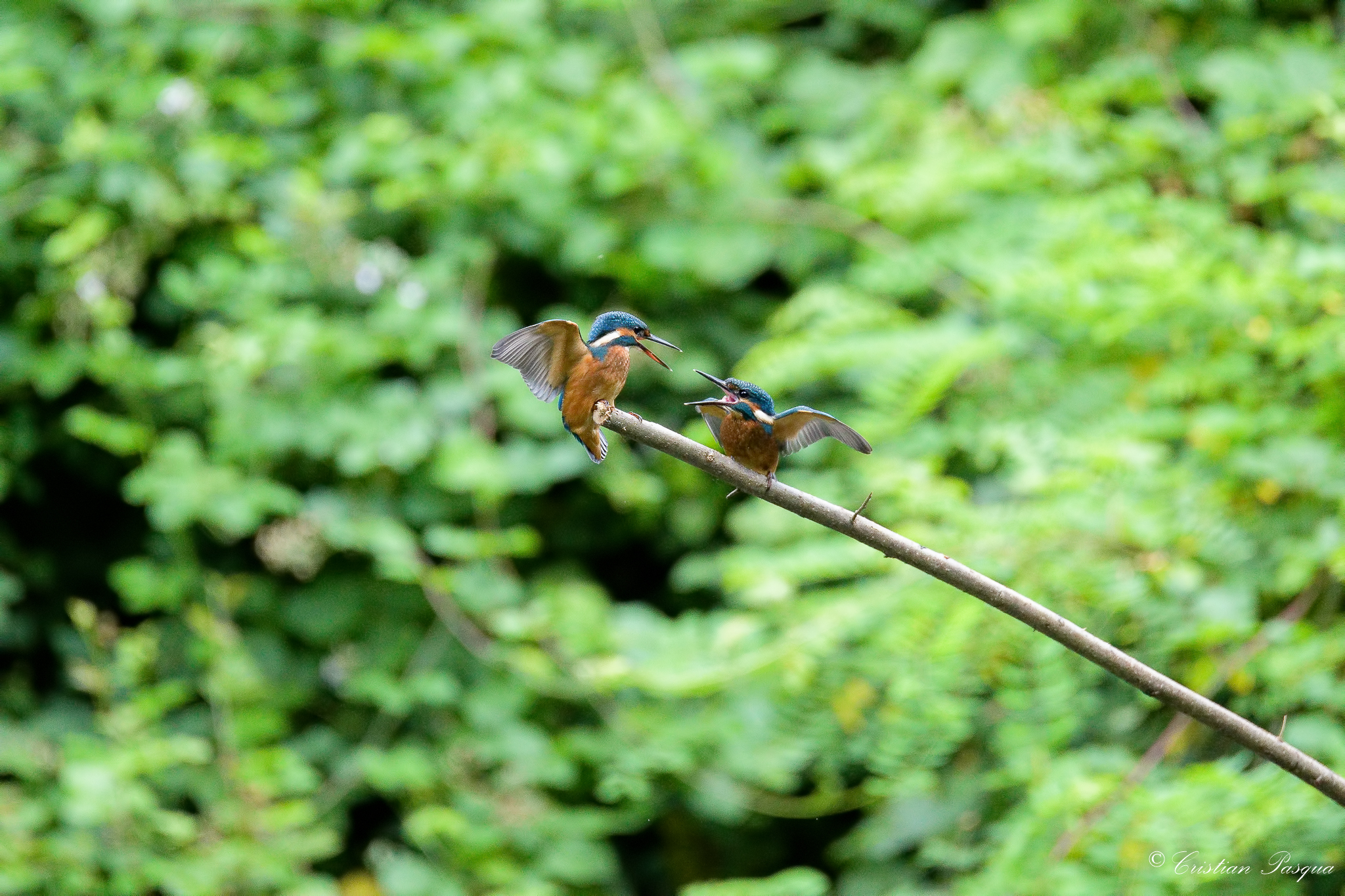 Proverb between Martini