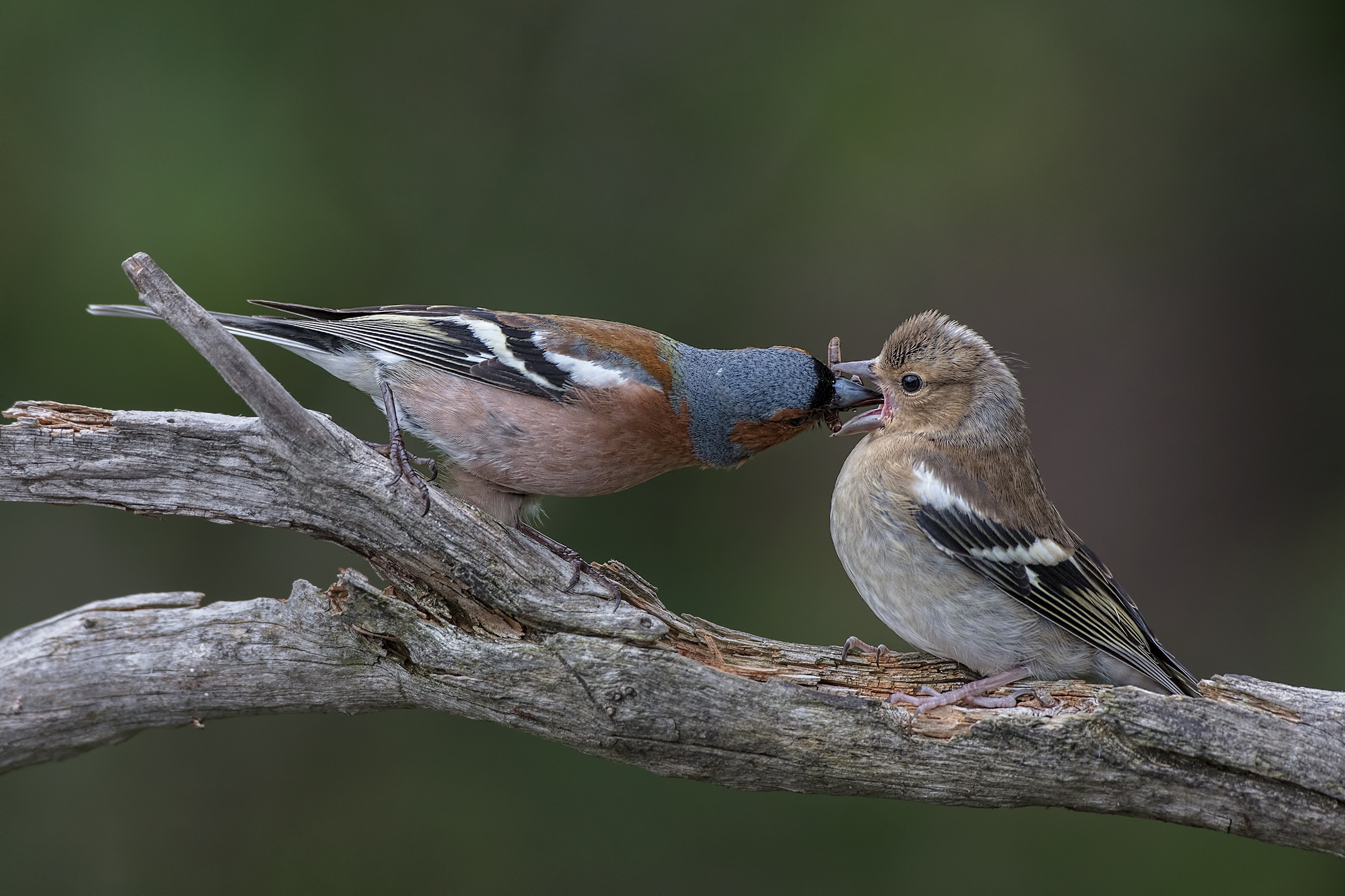 Fringuelli: imbeccata.