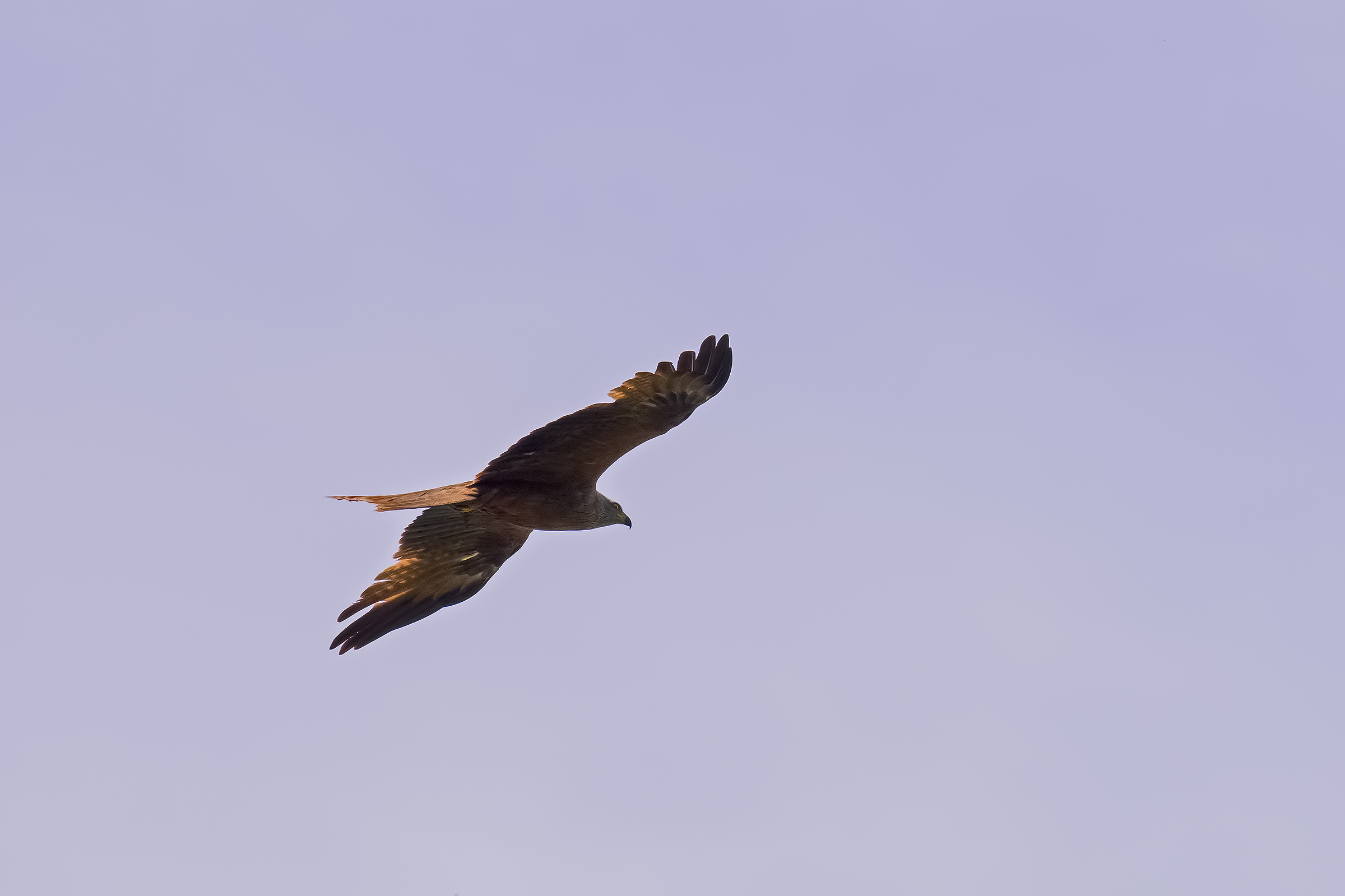 Brown Kite In Backlight
