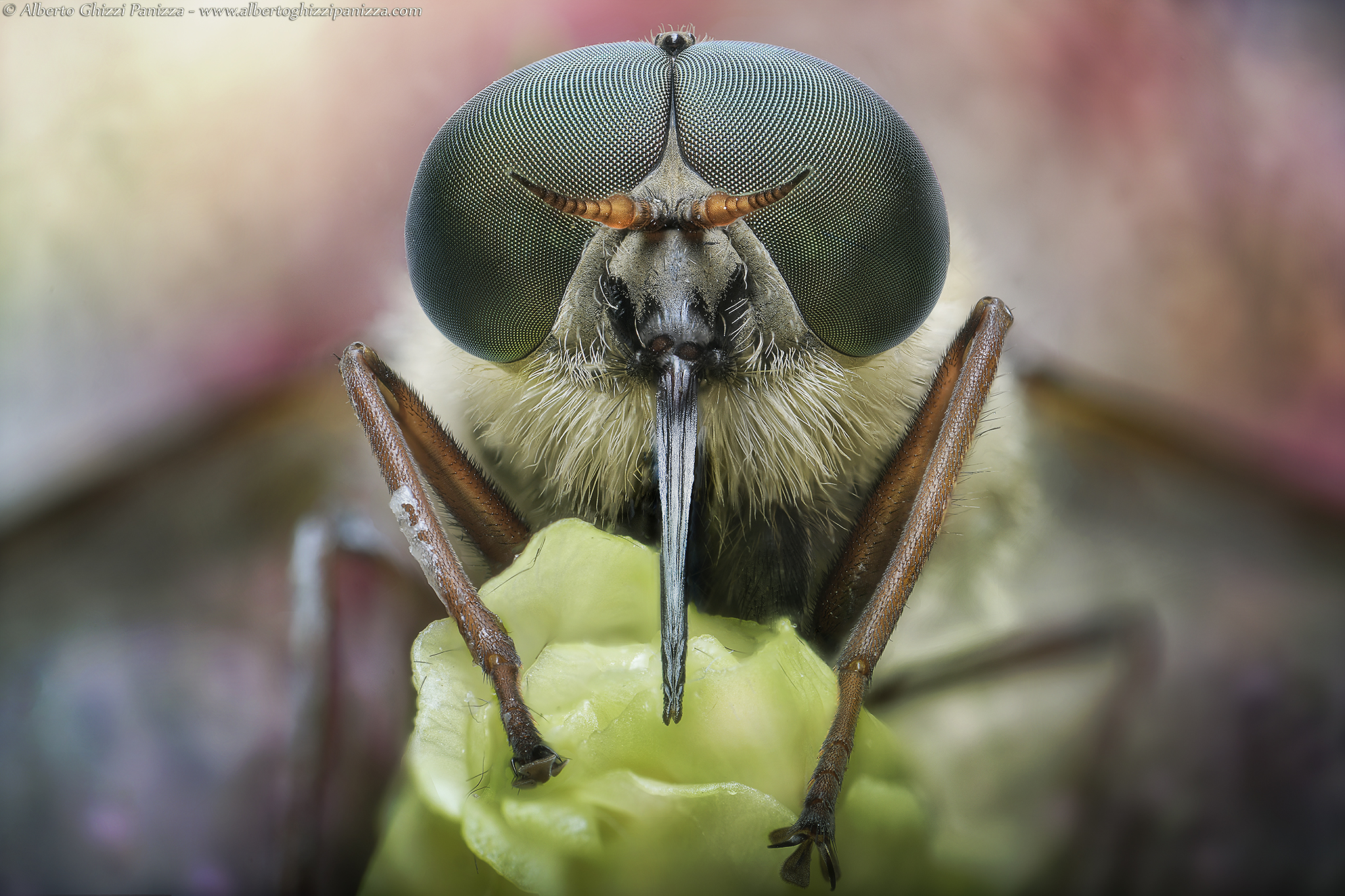 Even the T are fascinating creatures