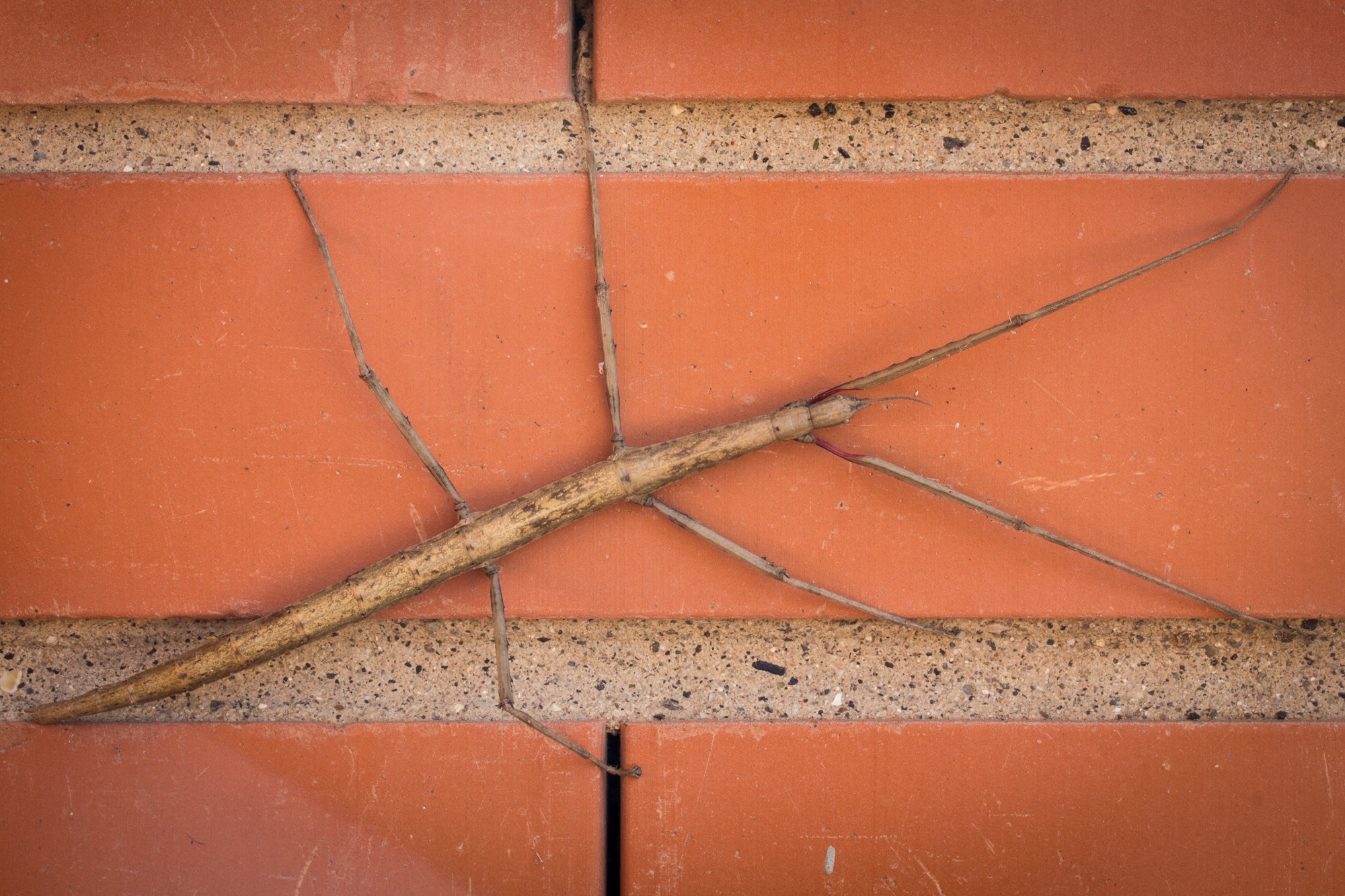 Stick Bug