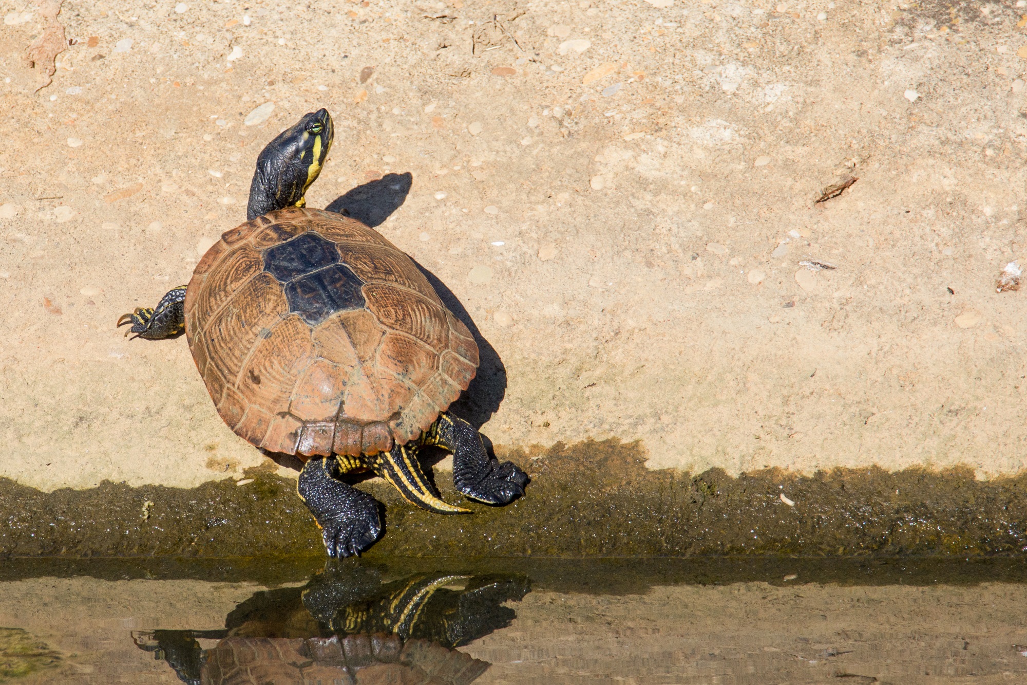 Aiuto identificazione Tartaruga