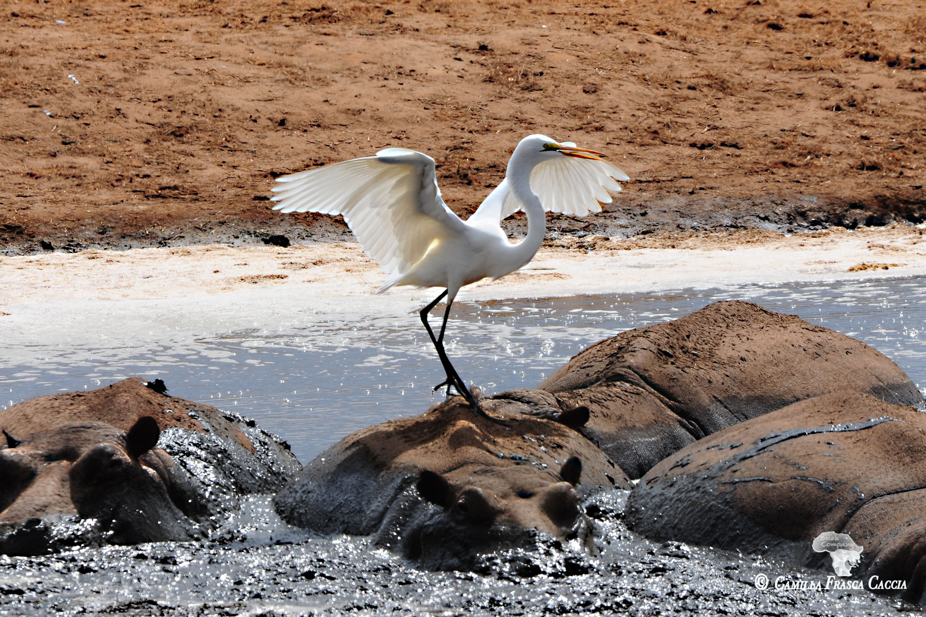 Danzando sugli ippopotami...