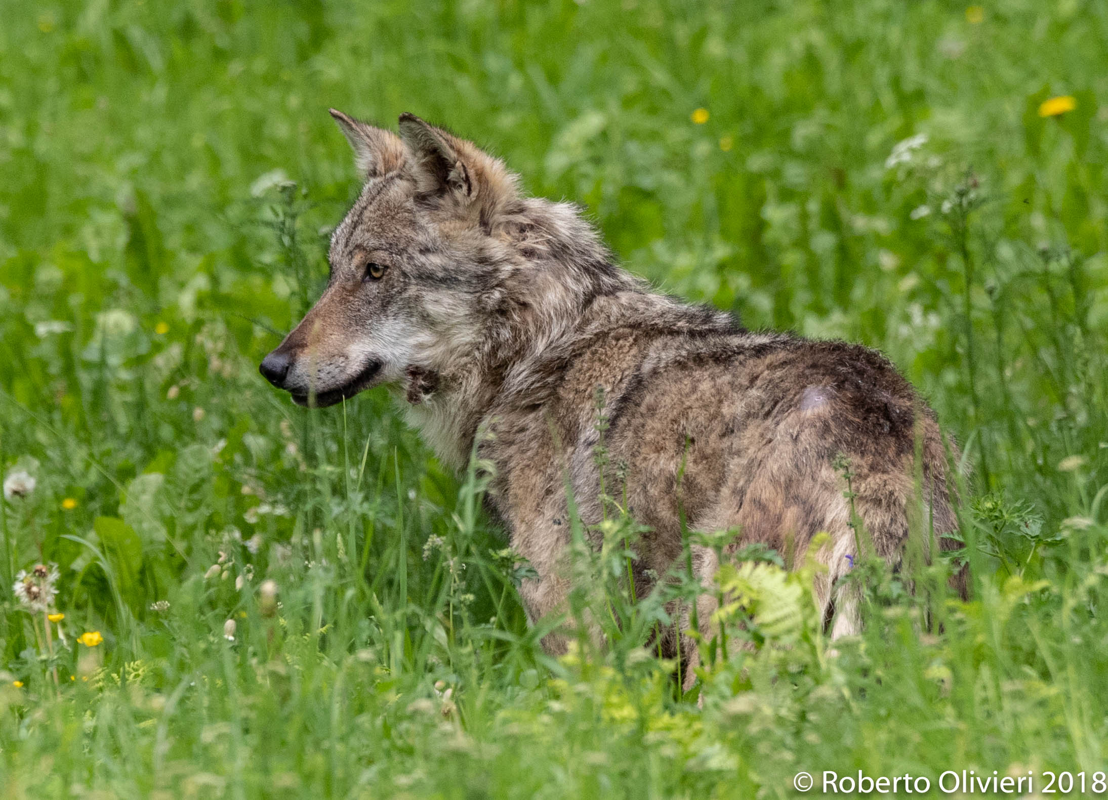 Italian Wolf (Canis lupus italicus)
