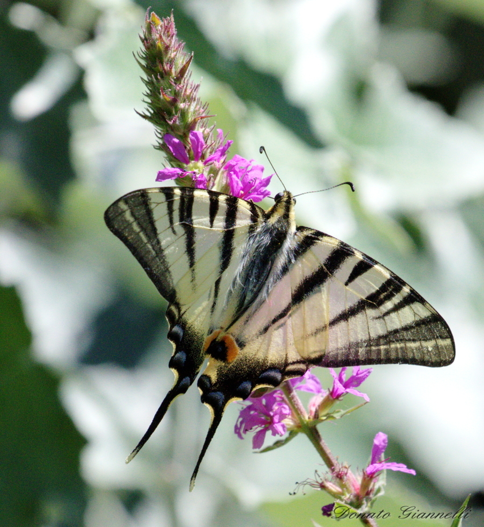 Swallowtail