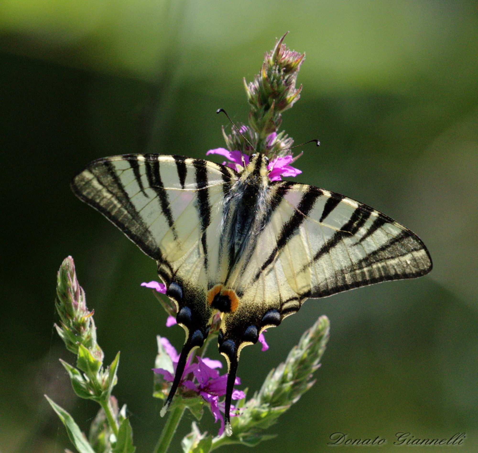 Swallowtail