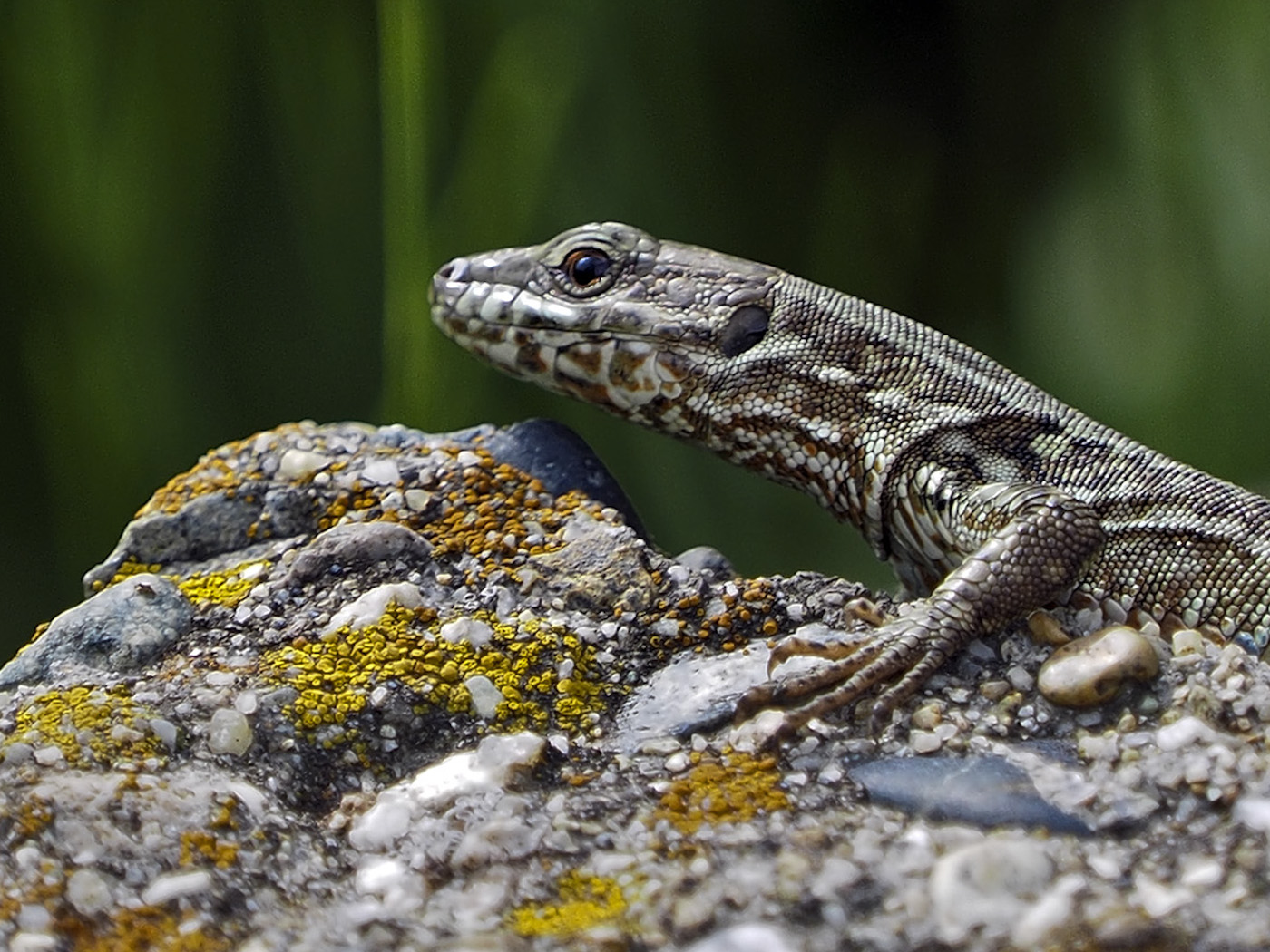 At the top of the mountain, according to my proportions