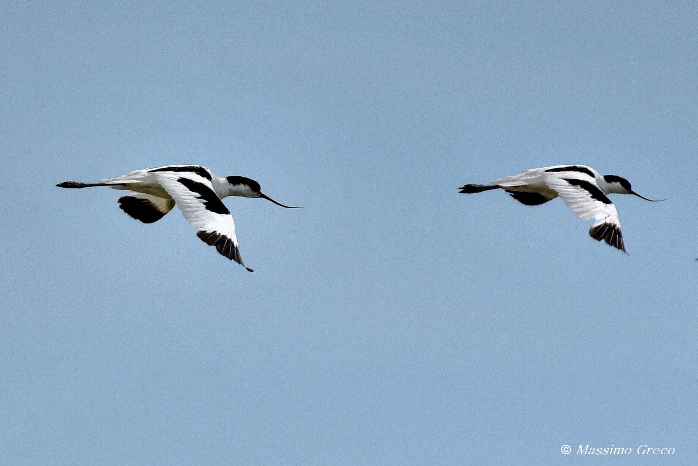 Avocets