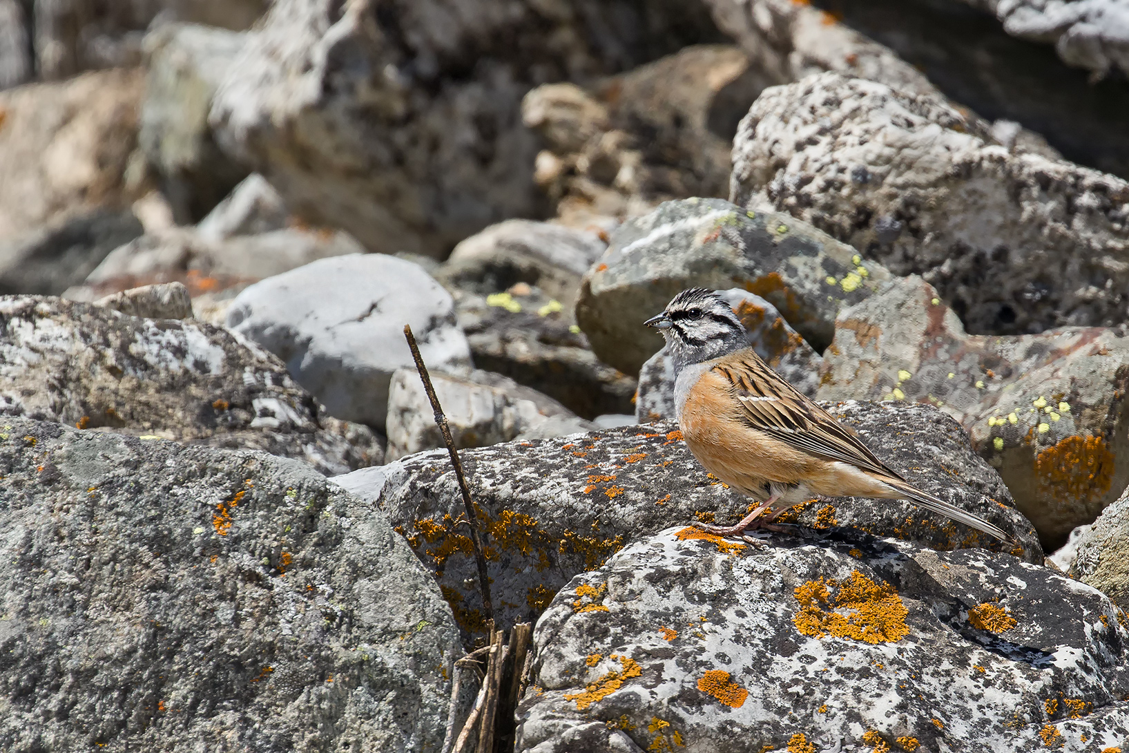 Yellowhammer Mucciatto