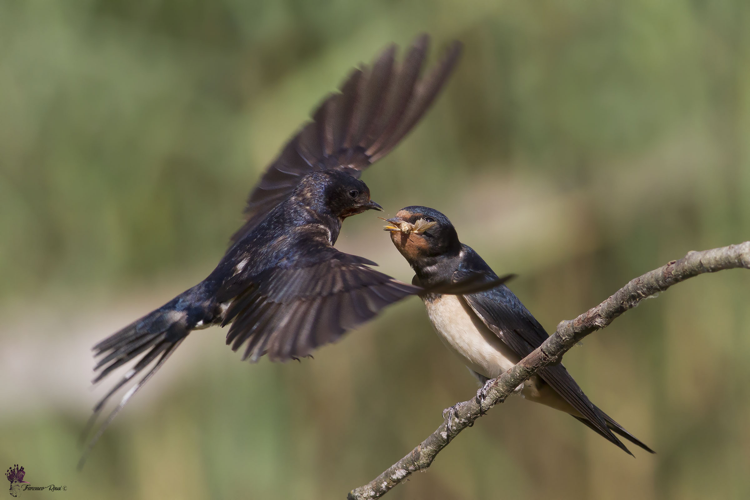 Swallows caught