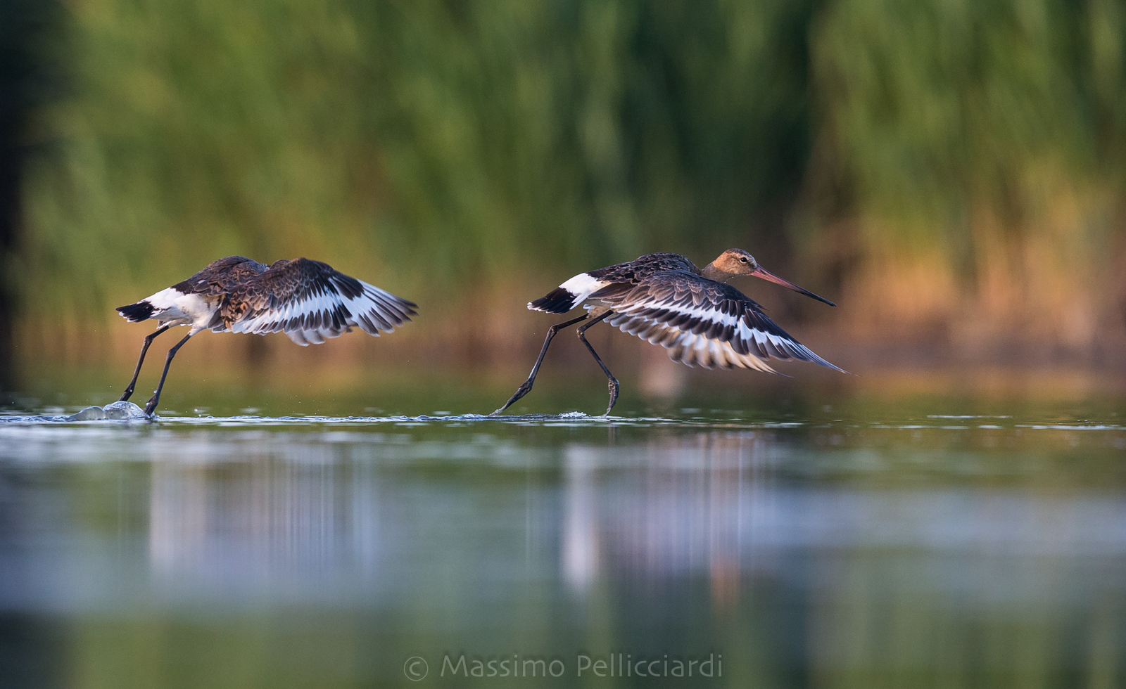 Coppia di pittime reali