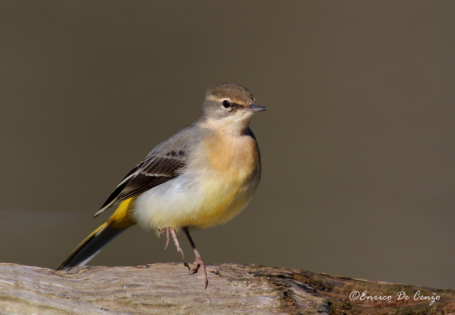 Wagtail
