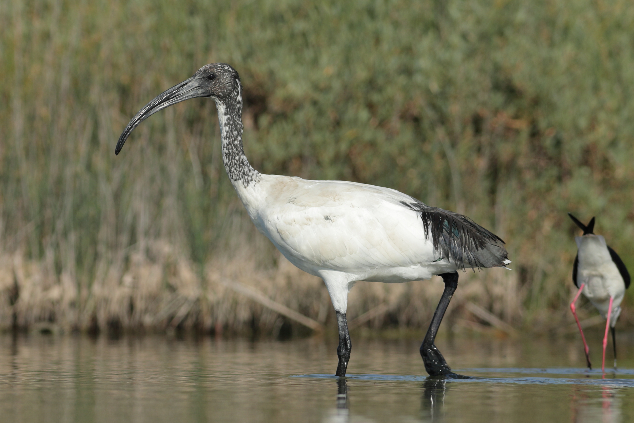 Sacred Ibis
