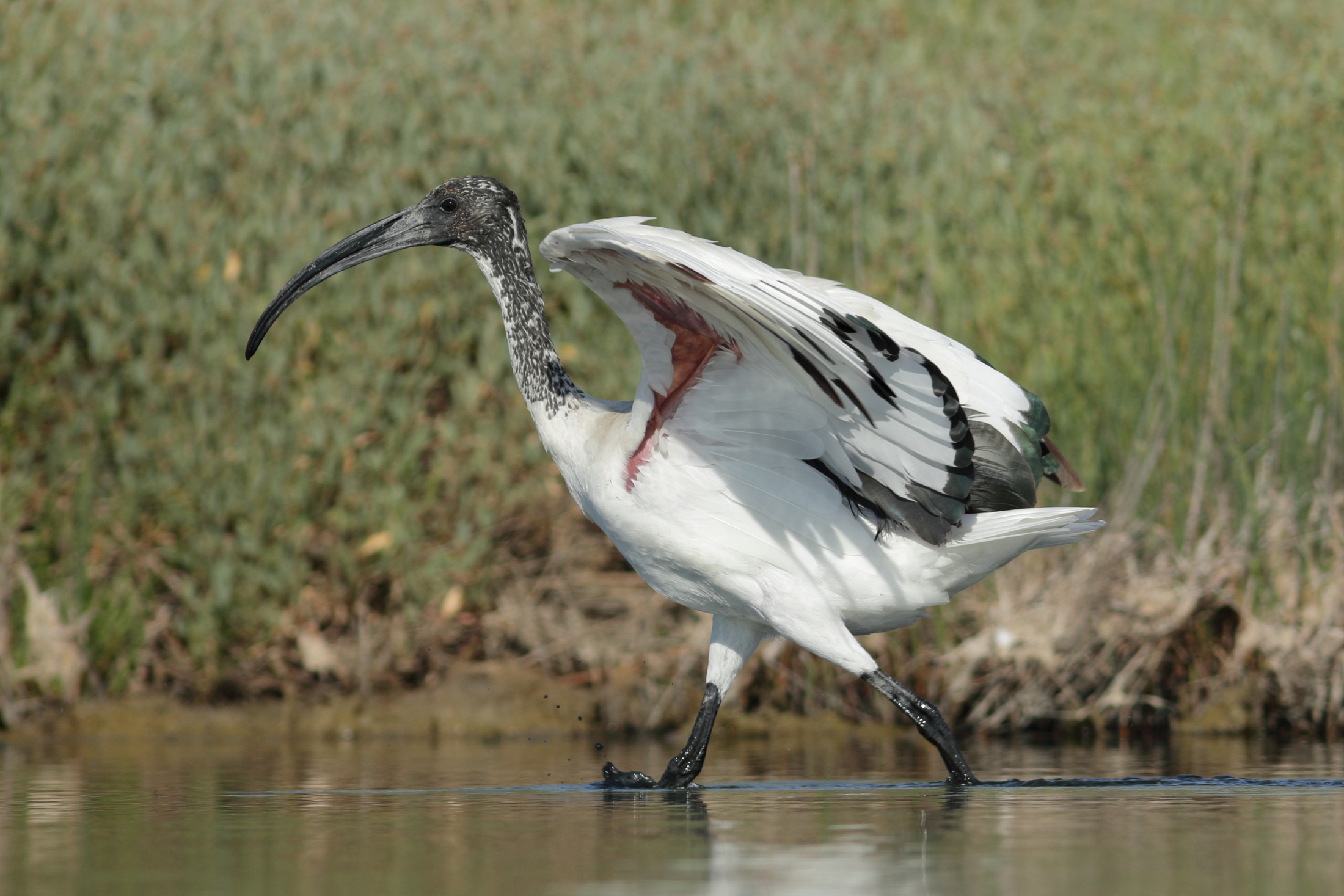 Sacred Ibis