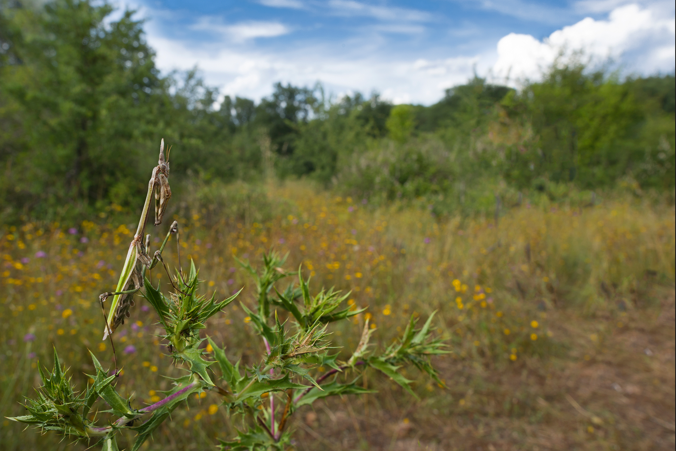 Empusa pennata