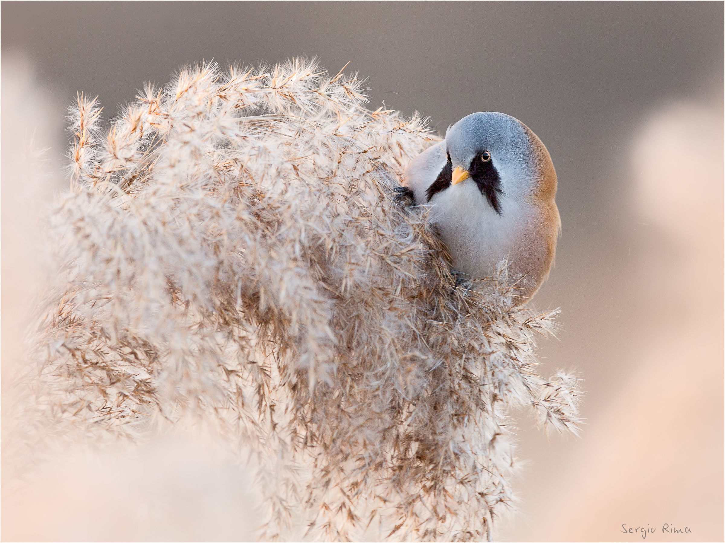 In the Reeds...